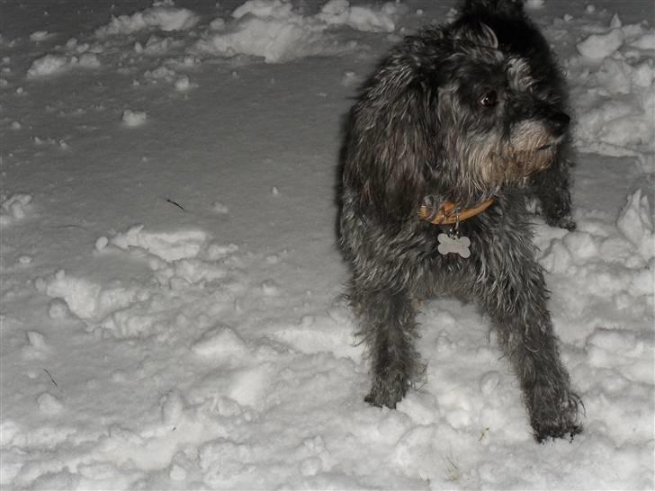 Blanding af racer Max <3 *himmelhund* - Vild i sneen :b 27012010 billede 15