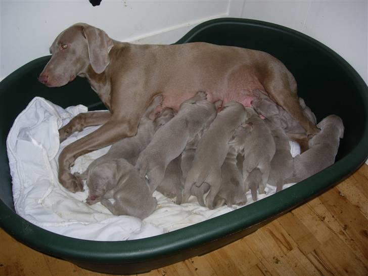 Weimaraner Hot Shoots Kaisa - Der spises og vokses. billede 4