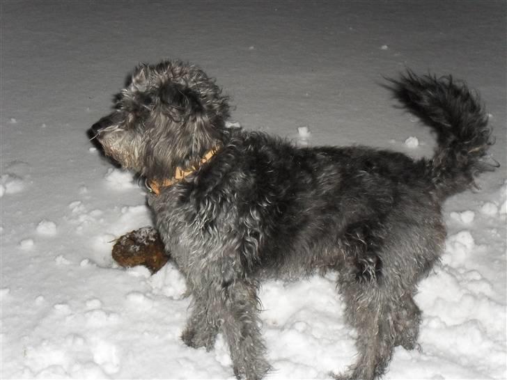 Blanding af racer Max <3 *himmelhund* - Vild i sneen :b 27012010 billede 16