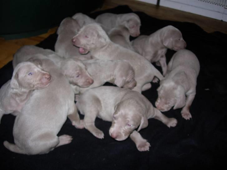 Weimaraner Hot Shoots Kaisa - Og nu kan benene bære. billede 5