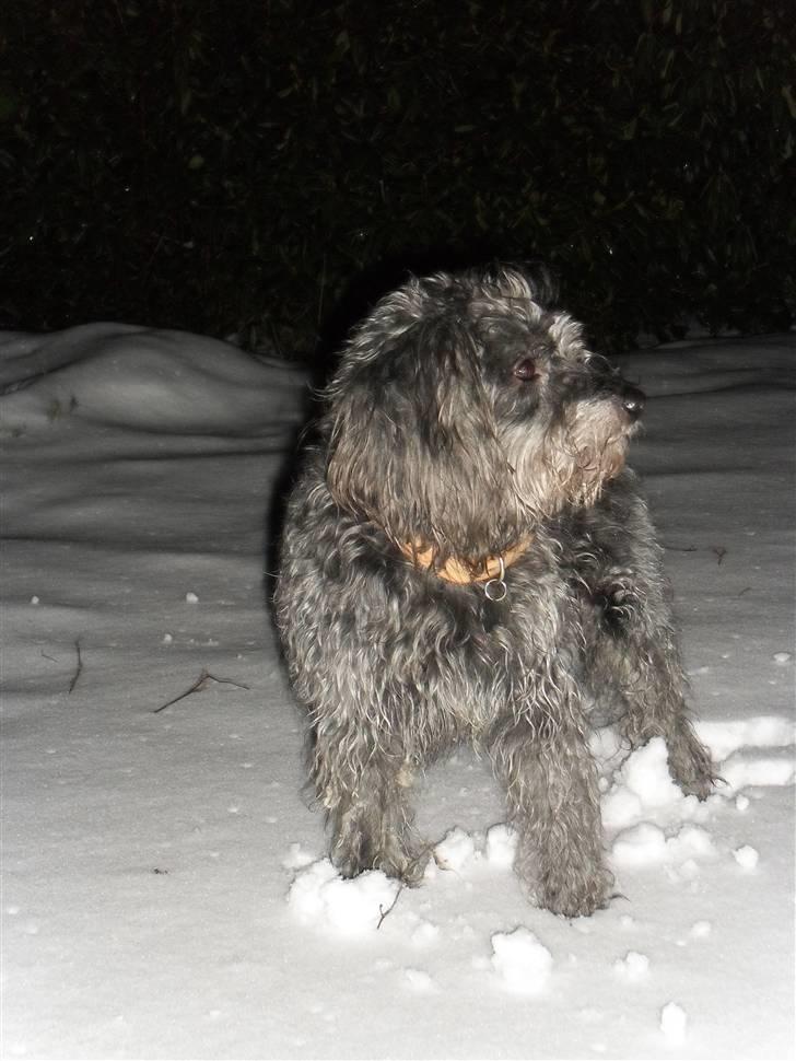 Blanding af racer Max <3 *himmelhund* - såå fin :D billede 17