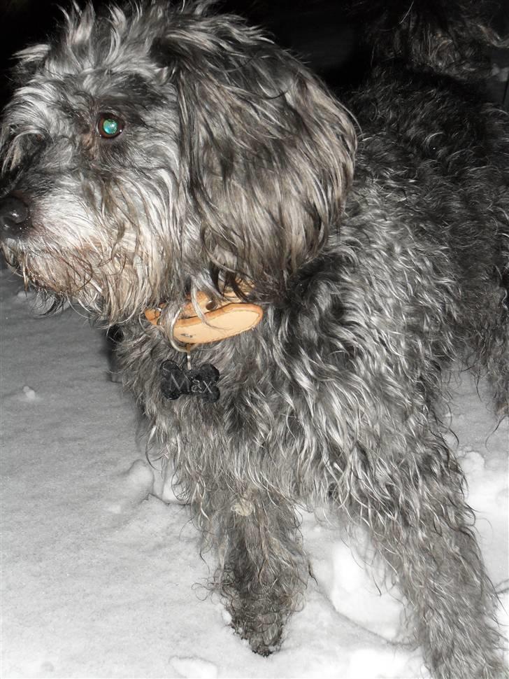 Blanding af racer Max <3 *himmelhund* - søde maxen :d billede 18