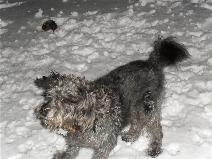 Blanding af racer Max <3 *himmelhund* - Vild i sneen :b 27012010 billede 19