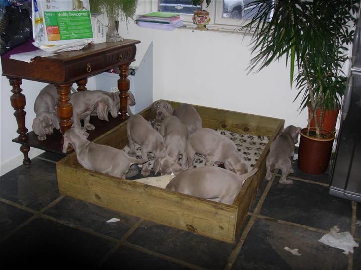 Weimaraner Hot Shoots Kaisa - Man keder sig aldrig når man har søskende nok. billede 6