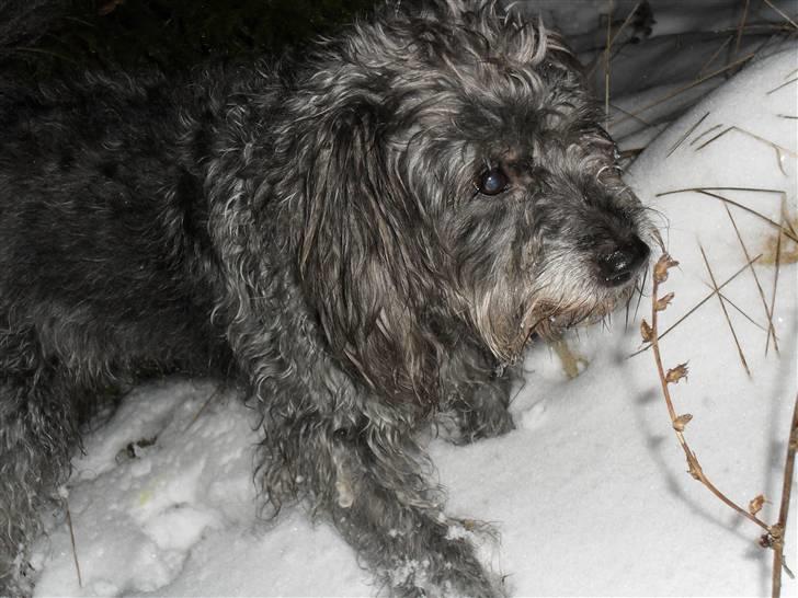 Blanding af racer Max <3 *himmelhund* - tak for kigget :D billede 20