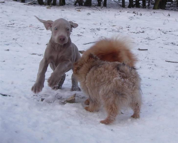 Weimaraner Hot Shoots Kaisa - Og man får heluldne venner. billede 7