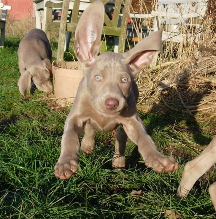 Weimaraner Hot Shoots Kaisa - Man øver sig i højdespring billede 8