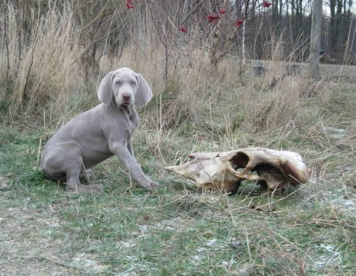 Weimaraner Hot Shoots Kaisa - Man finder spændende ting. billede 9