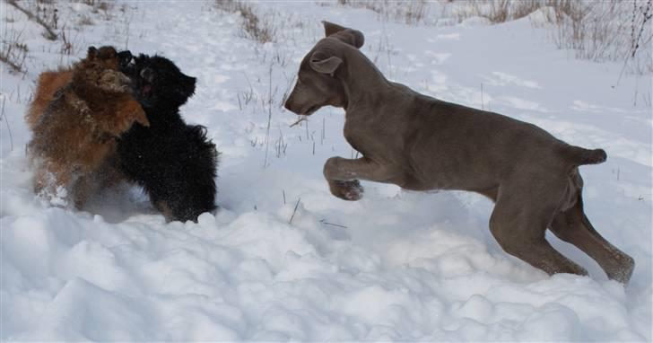 Weimaraner Hot Shoots Kaisa - Og man vokser uden om de heluldne. billede 10