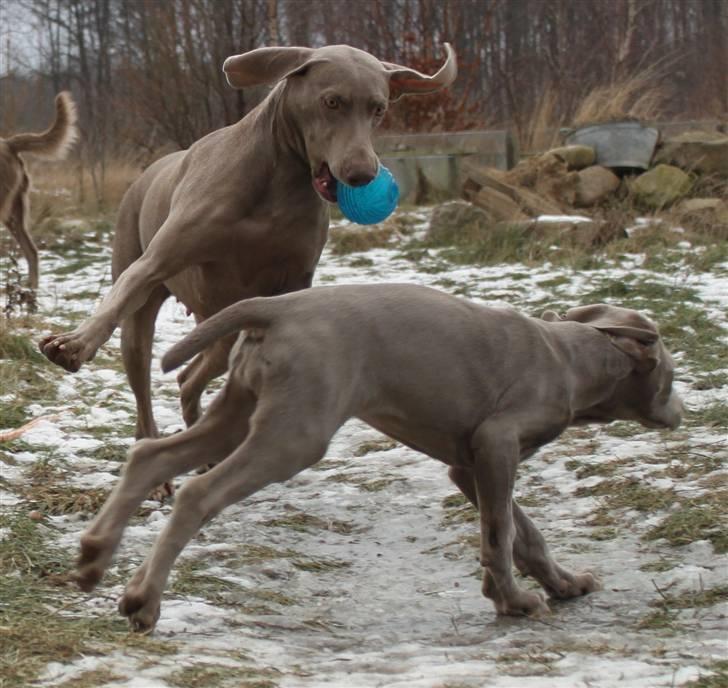 Weimaraner Hot Shoots Kaisa - Mor gider at lege. billede 11
