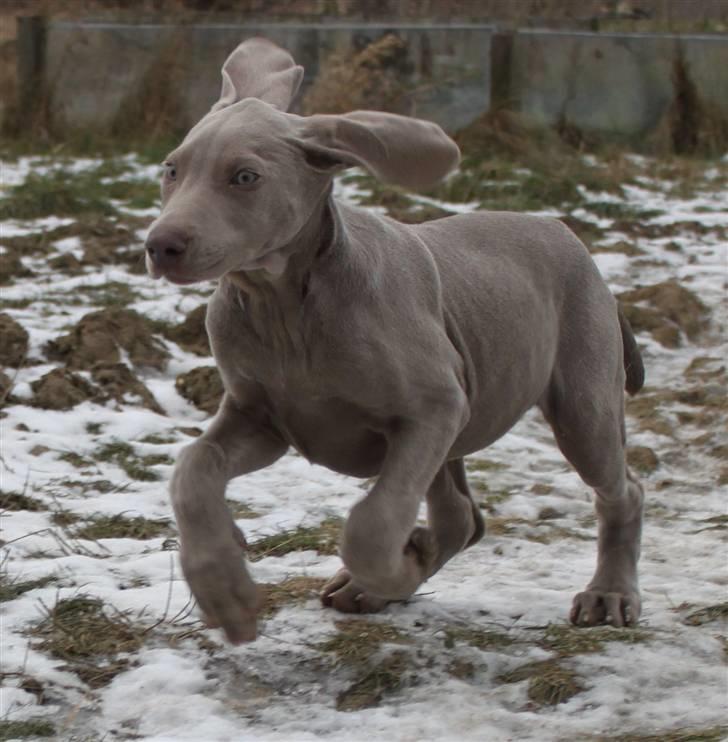 Weimaraner Hot Shoots Kaisa - Fuld fart på! billede 12