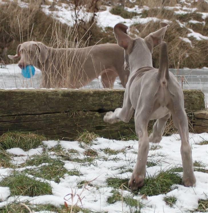 Weimaraner Hot Shoots Kaisa - Here I come!!! billede 13