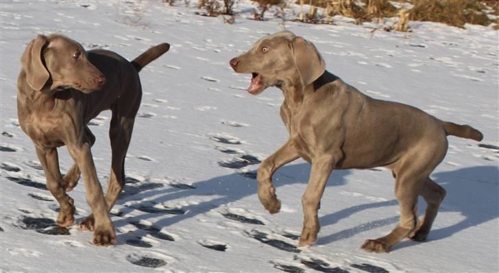 Weimaraner Hot Shoots Kaisa - Besøg af søster Krimi. billede 14