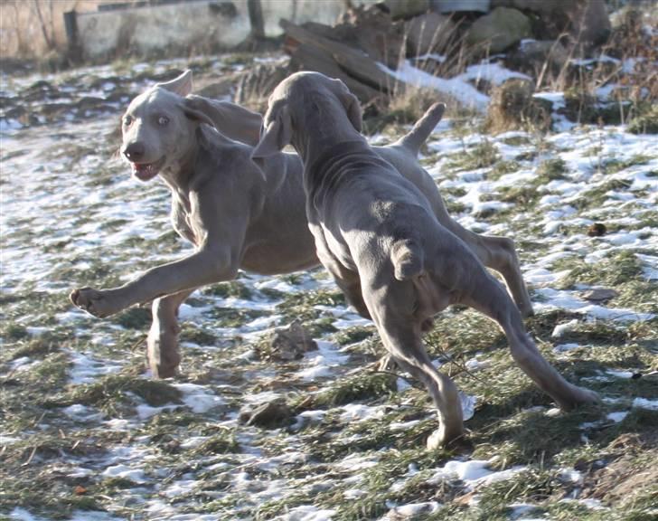 Weimaraner Hot Shoots Kaisa - Kaisa og Krimi. billede 15