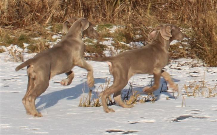 Weimaraner Hot Shoots Kaisa - Leg på isen. billede 16