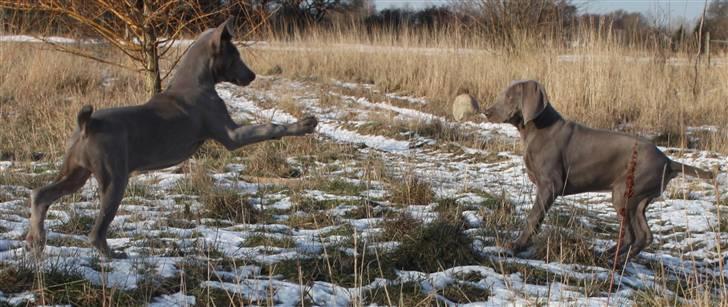 Weimaraner Hot Shoots Kaisa - Tag den du! billede 17
