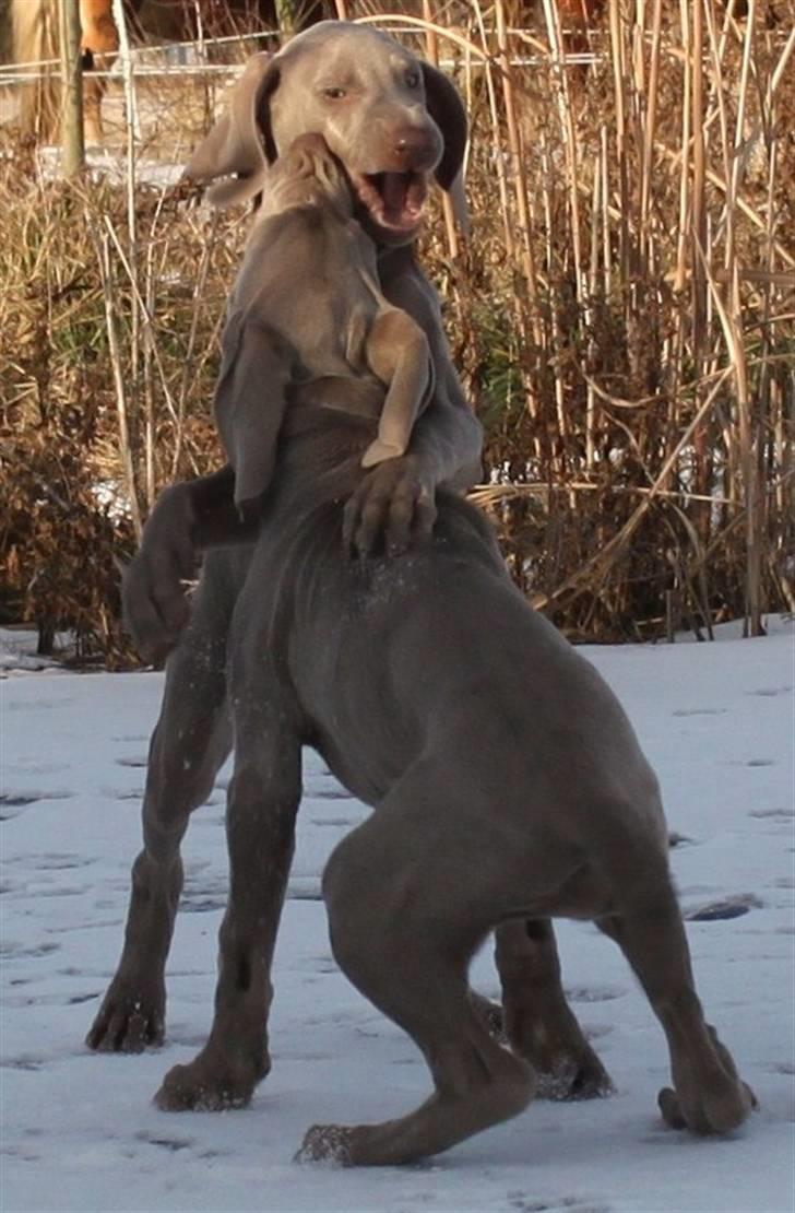 Weimaraner Hot Shoots Kaisa billede 18