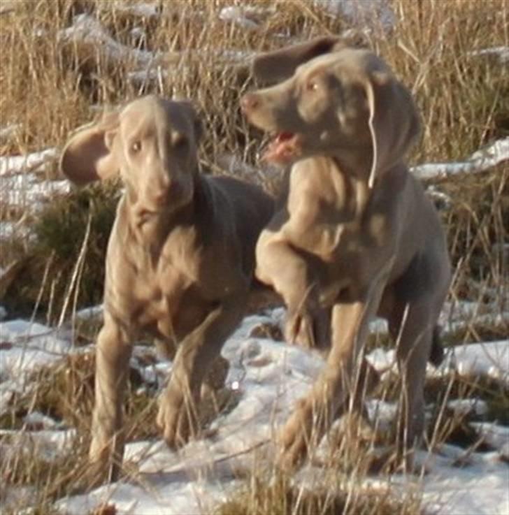 Weimaraner Hot Shoots Kaisa billede 19