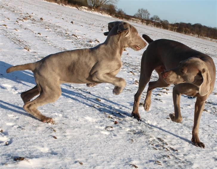 Weimaraner Hot Shoots Kaisa - Kaisa og Gamma billede 20