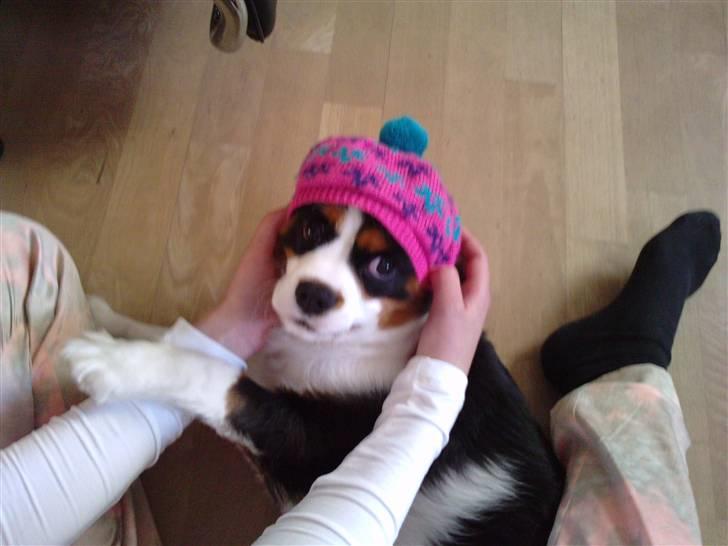 Cavalier king charles spaniel Thristan billede 1