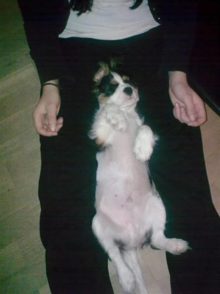 Cavalier king charles spaniel Thristan - Thristan putter:) billede 2