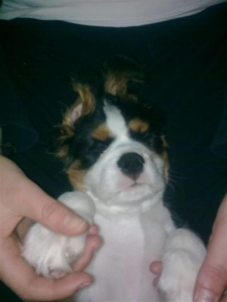Cavalier king charles spaniel Thristan - Thristan er helt væk i drømmeland billede 3