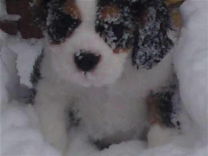 Cavalier king charles spaniel Thristan billede 4