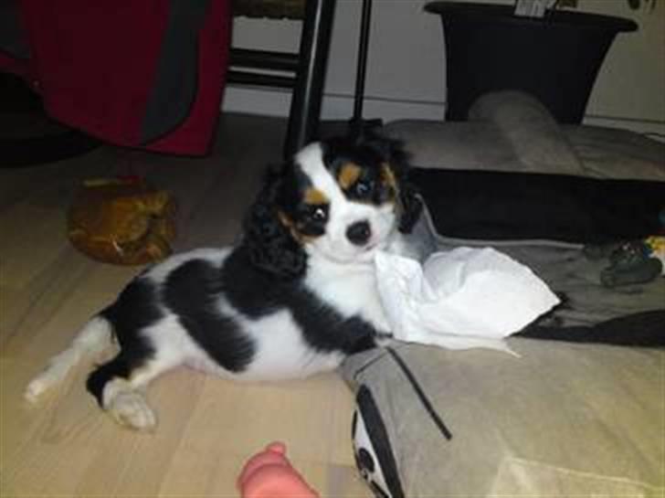 Cavalier king charles spaniel Thristan - lege tid billede 5