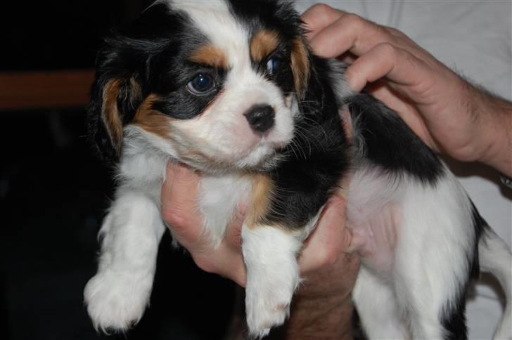 Cavalier king charles spaniel Thristan billede 6