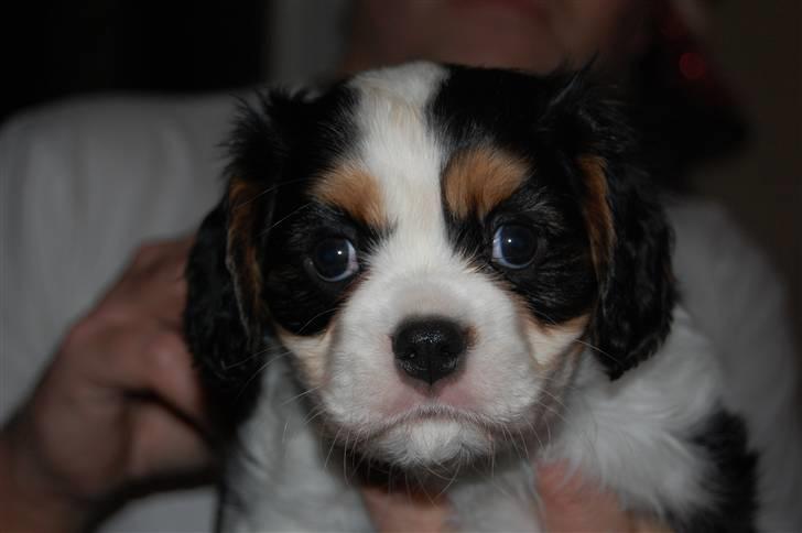 Cavalier king charles spaniel Thristan billede 7