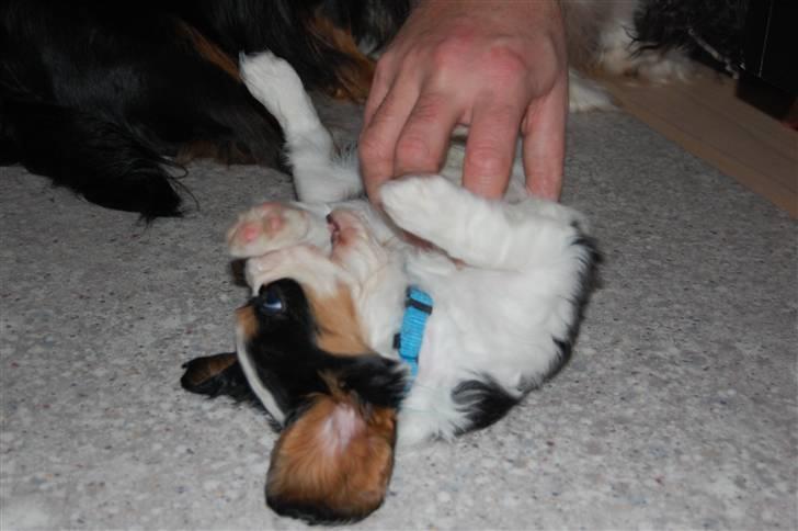 Cavalier king charles spaniel Thristan billede 8