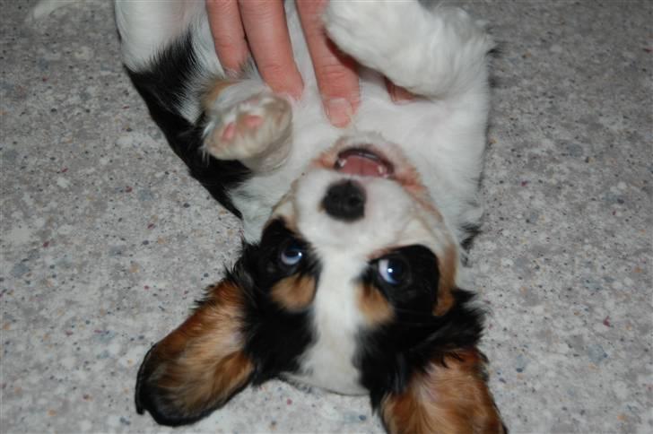 Cavalier king charles spaniel Thristan billede 9