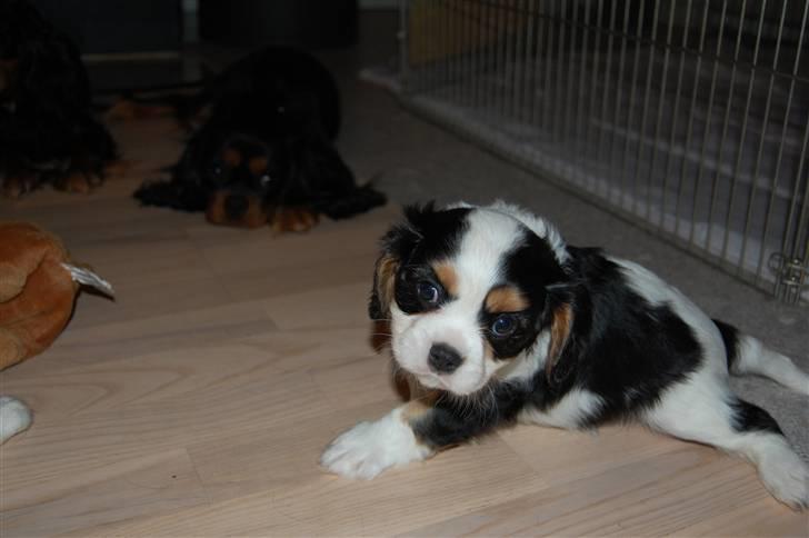 Cavalier king charles spaniel Thristan billede 10