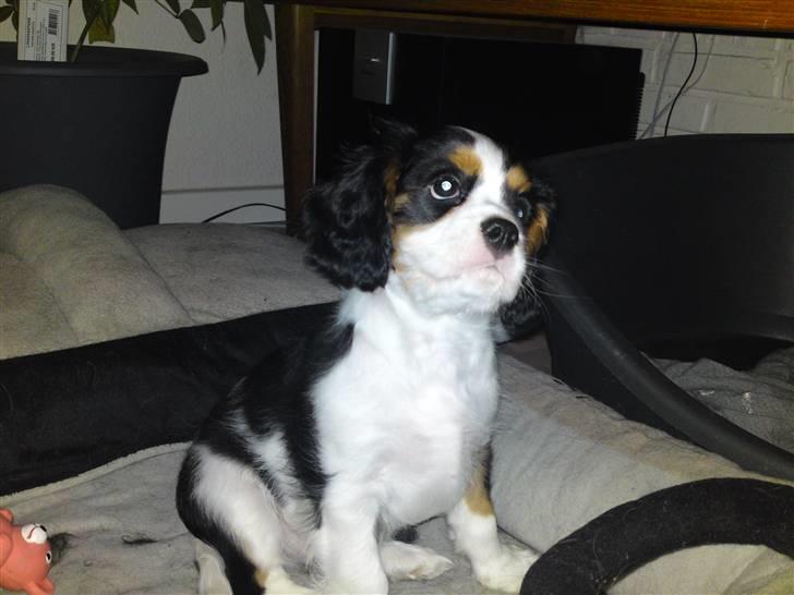 Cavalier king charles spaniel Thristan billede 11