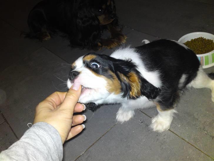 Cavalier king charles spaniel Thristan billede 12