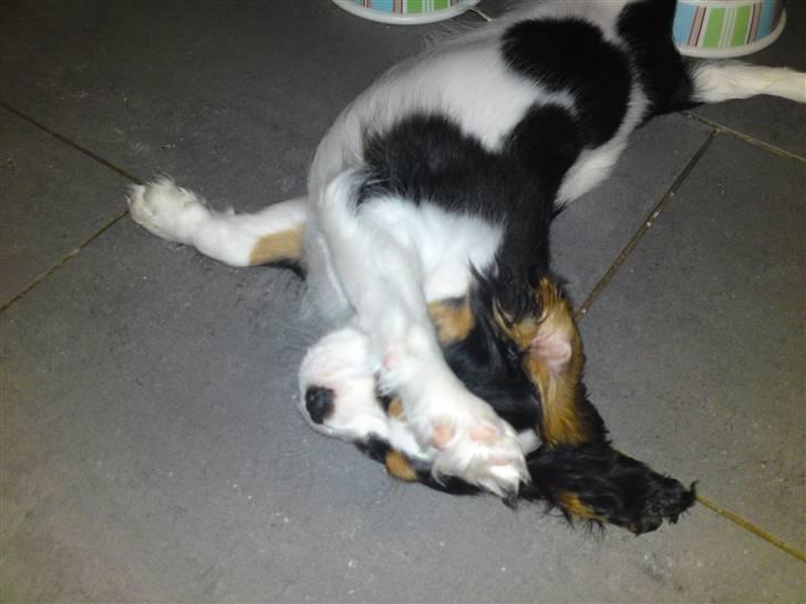 Cavalier king charles spaniel Thristan billede 13