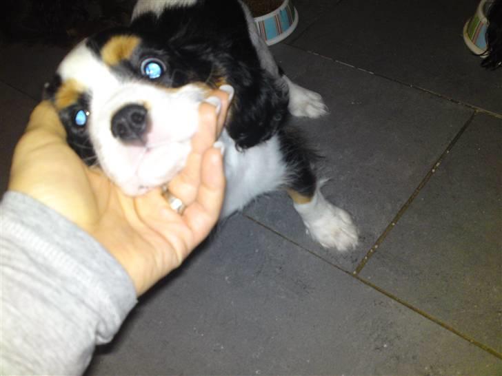 Cavalier king charles spaniel Thristan billede 14