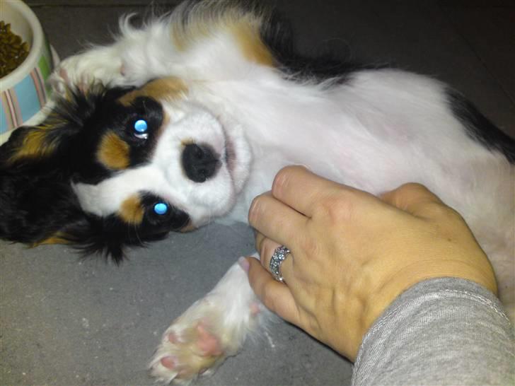 Cavalier king charles spaniel Thristan billede 15