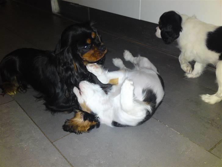 Cavalier king charles spaniel Thristan billede 16