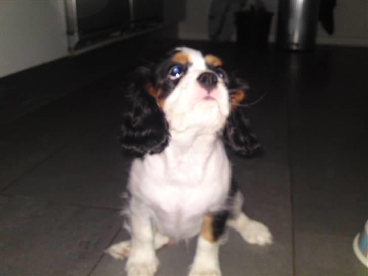 Cavalier king charles spaniel Thristan billede 17