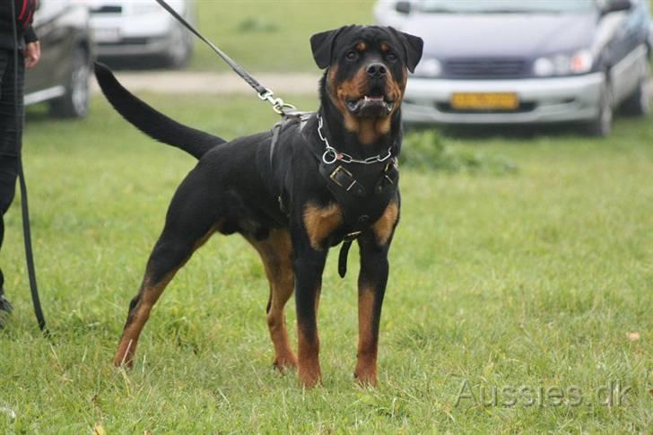 Rottweiler Zakoda Dasher billede 1