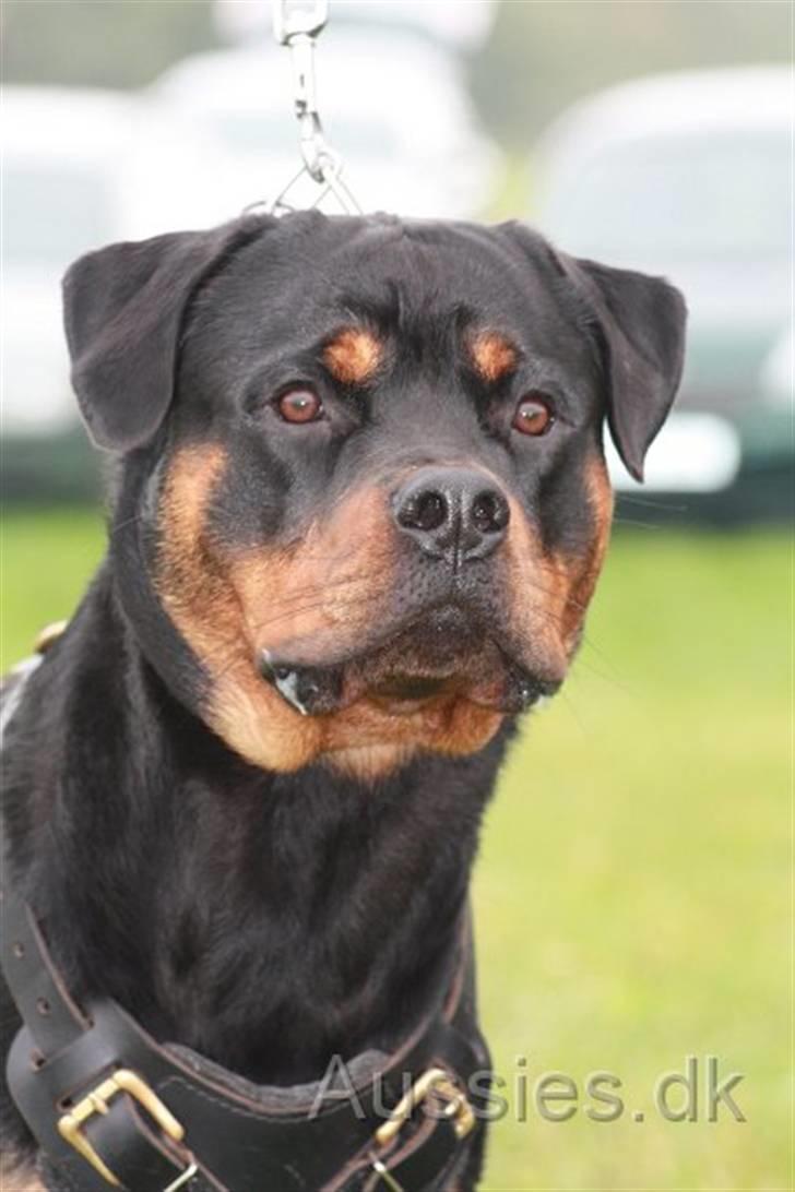 Rottweiler Zakoda Dasher billede 2