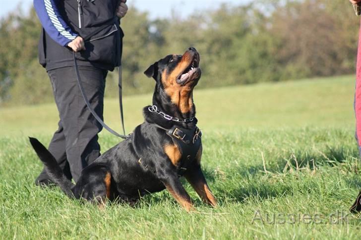 Rottweiler Zakoda Dasher billede 3