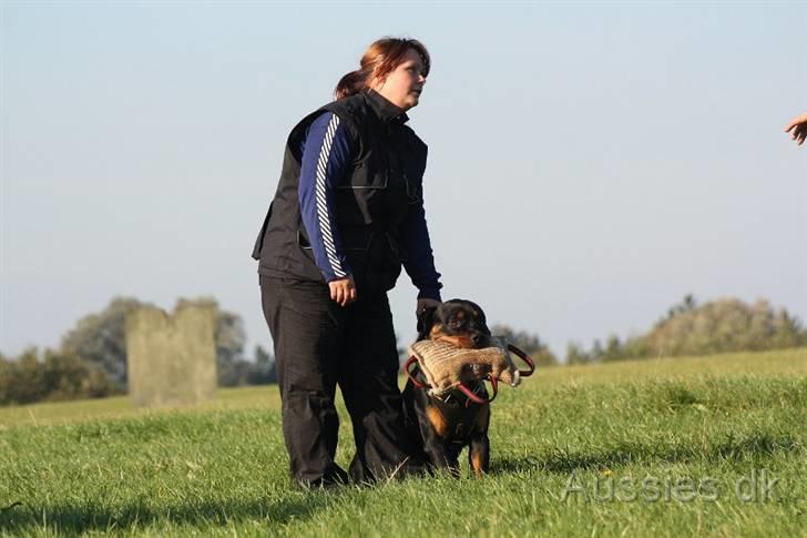 Rottweiler Zakoda Dasher billede 4