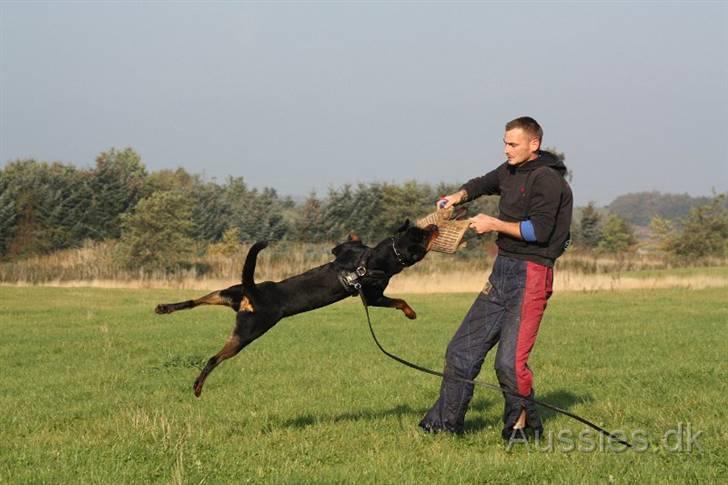 Rottweiler Zakoda Dasher billede 5