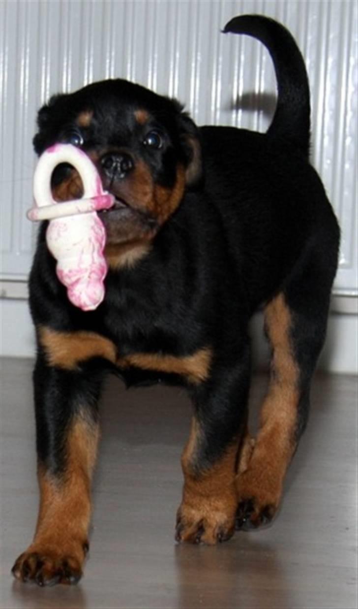 Rottweiler Zakoda Dasher billede 6