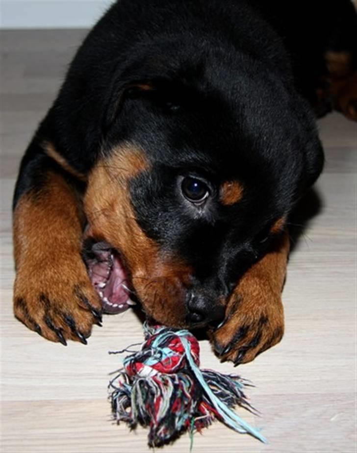 Rottweiler Zakoda Dasher billede 7