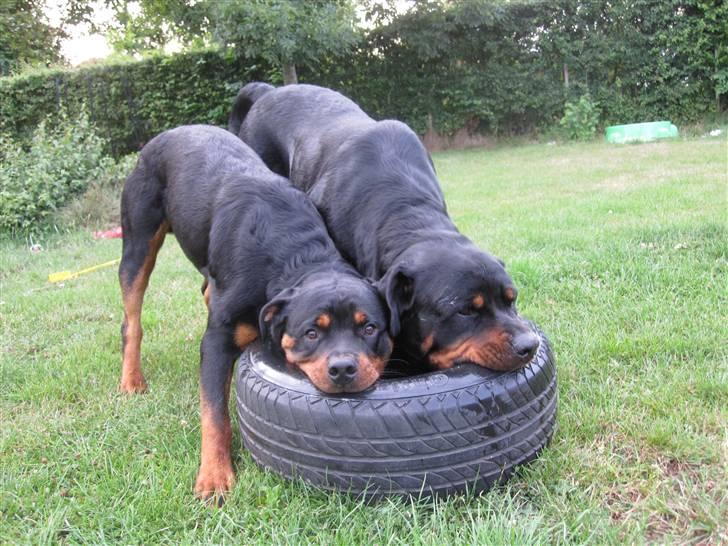 Rottweiler Zakoda Dasher billede 8