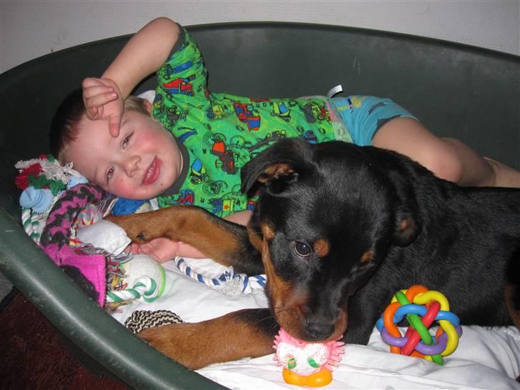 Rottweiler Zakoda Dasher billede 9