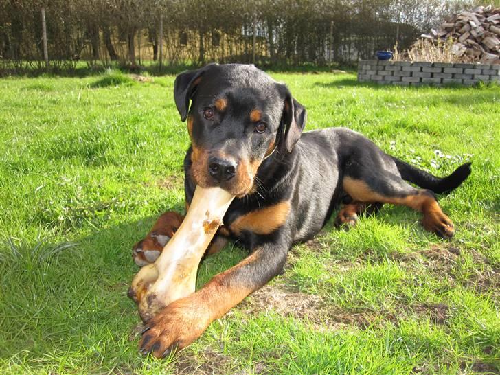 Rottweiler Zakoda Dasher billede 10